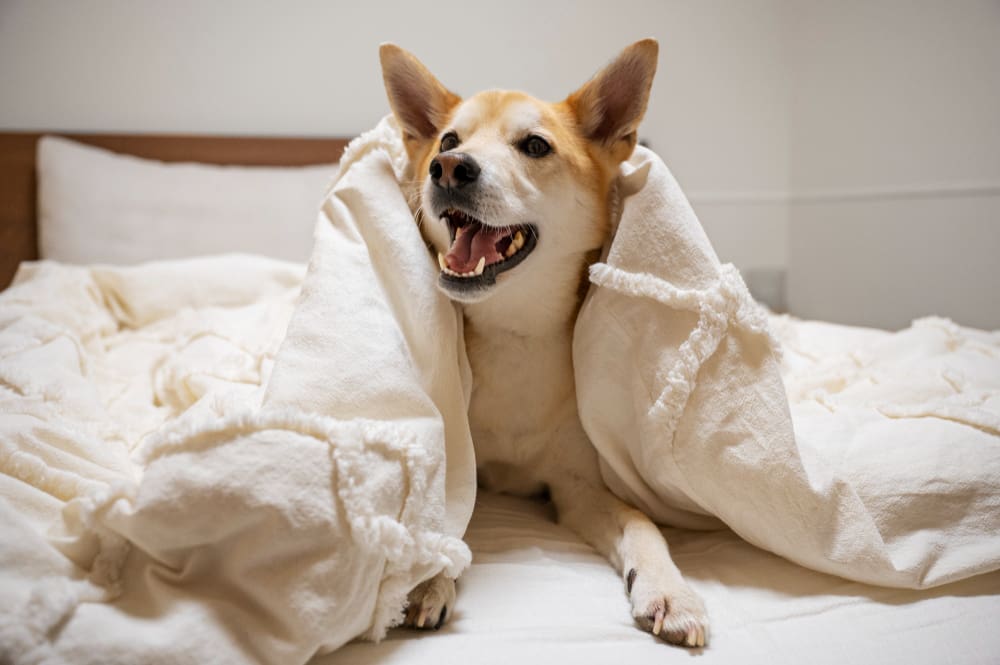 Hotelovernachting met je hond