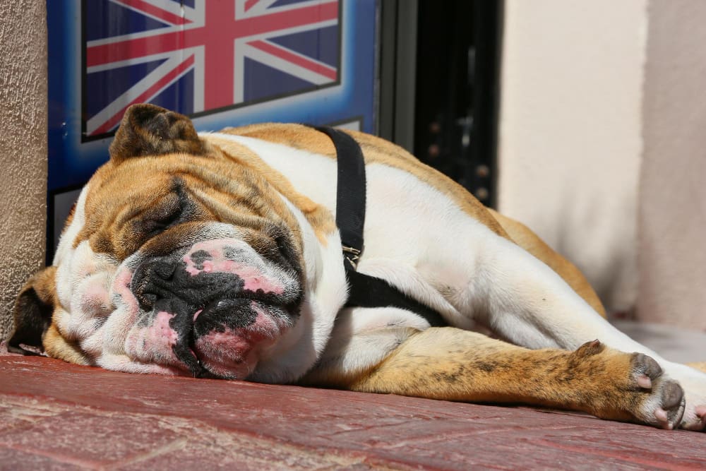 Naar engeland met je hond