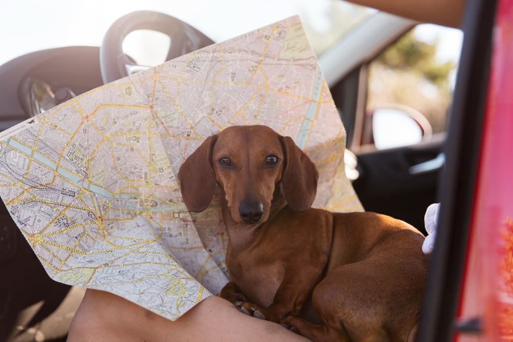 2149009141 Reizen met je hond - dé reisgids