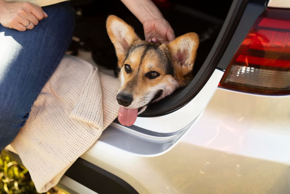 Reizen met je hond