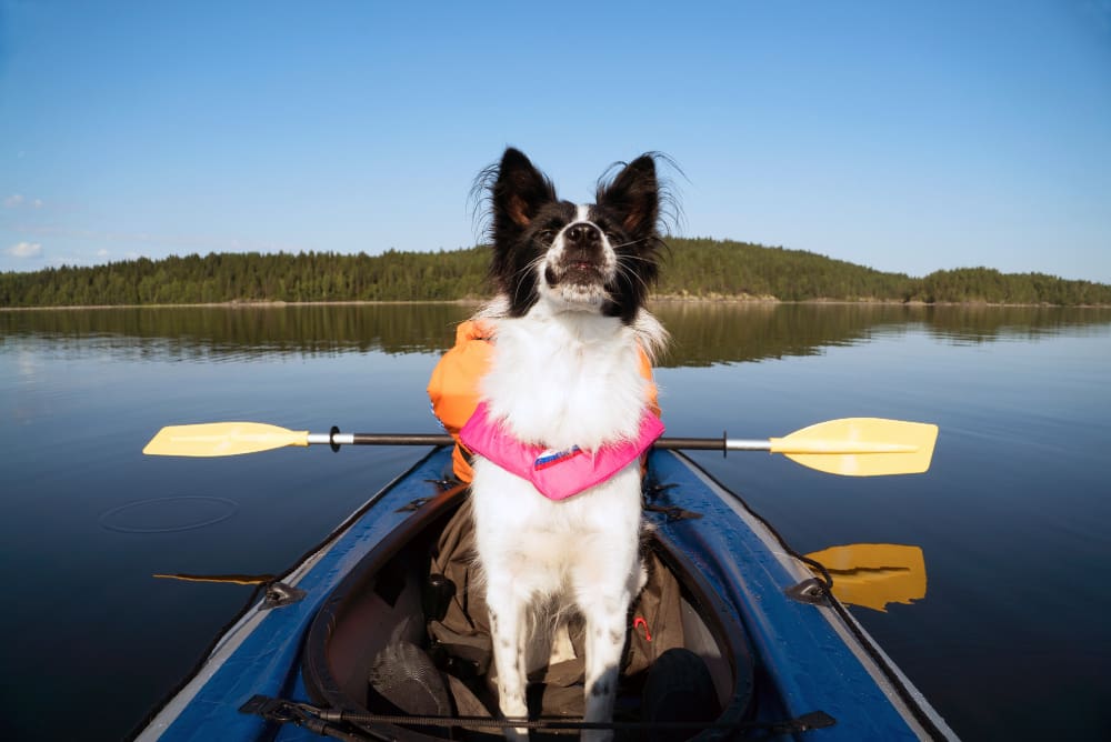 272 Reizen met je hond - dé reisgids