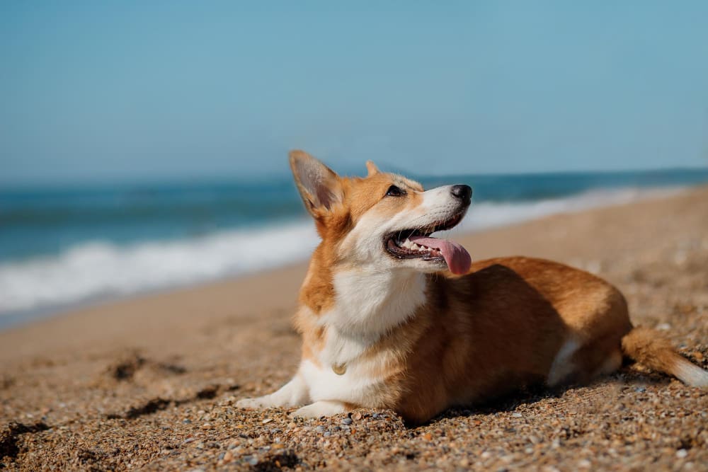 2998 Reizen met je hond - dé reisgids