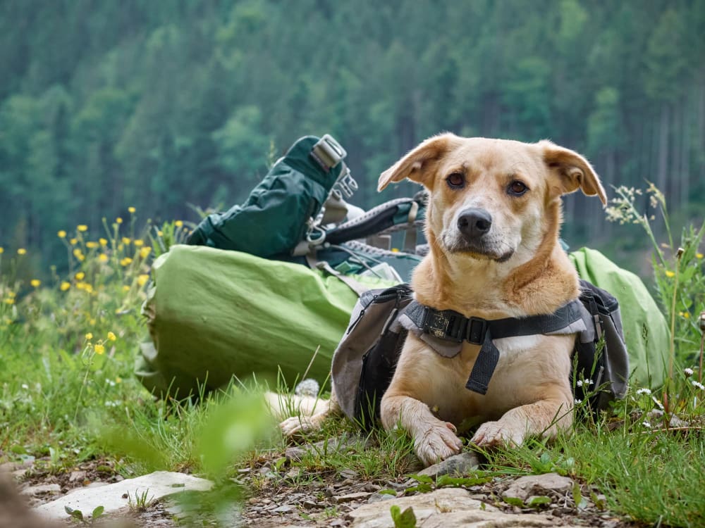 4011 Reizen met je hond - dé reisgids